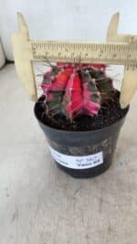 GYMNOCALYCIUM Mihanovichii Variegata Nº 567 – vaso 09