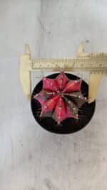 GYMNOCALYCIUM Mihanovichii Variegata Nº 567 – vaso 09 - Imagem 5