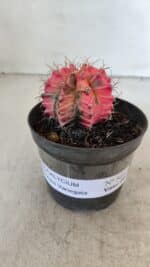 GYMNOCALYCIUM Mihanovichii Variegata Nº 568 – vaso 09 - Imagem 2