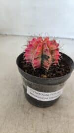 GYMNOCALYCIUM Mihanovichii Variegata Nº 568 – vaso 09 - Imagem 9