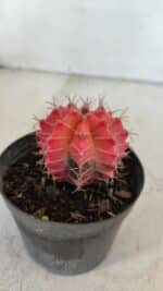 GYMNOCALYCIUM Mihanovichii Variegata Nº 568 – vaso 09 - Imagem 7
