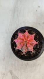 GYMNOCALYCIUM Mihanovichii Variegata Nº 568 – vaso 09 - Imagem 3