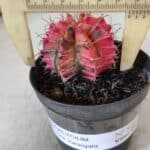 GYMNOCALYCIUM Mihanovichii Variegata Nº 568 – vaso 09