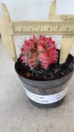 GYMNOCALYCIUM Mihanovichii Variegata Nº 568 – vaso 09