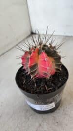 GYMNOCALYCIUM Mihanovichii Variegata Nº 569 – vaso 09 - Imagem 9