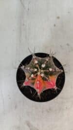 GYMNOCALYCIUM Mihanovichii Variegata Nº 569 – vaso 09 - Imagem 3