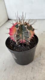 GYMNOCALYCIUM Mihanovichii Variegata Nº 569 – vaso 09 - Imagem 8