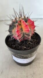 GYMNOCALYCIUM Mihanovichii Variegata Nº 569 – vaso 09 - Imagem 6