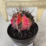 GYMNOCALYCIUM Mihanovichii Variegata Nº 569 – vaso 09