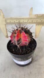 GYMNOCALYCIUM Mihanovichii Variegata Nº 569 – vaso 09