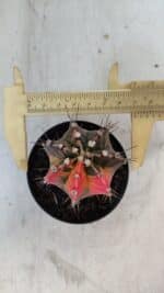 GYMNOCALYCIUM Mihanovichii Variegata Nº 569 – vaso 09 - Imagem 5