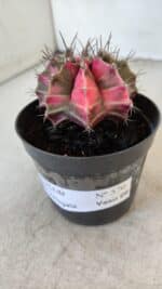 GYMNOCALYCIUM Mihanovichii Variegata Nº 570 – vaso 09 - Imagem 8