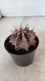 GYMNOCALYCIUM Mihanovichii Variegata Nº 570 – vaso 09 - Imagem 7