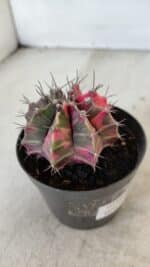 GYMNOCALYCIUM Mihanovichii Variegata Nº 570 – vaso 09 - Imagem 6