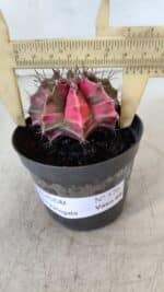 GYMNOCALYCIUM Mihanovichii Variegata Nº 570 – vaso 09