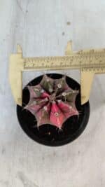 GYMNOCALYCIUM Mihanovichii Variegata Nº 570 – vaso 09 - Imagem 5