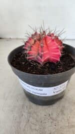 GYMNOCALYCIUM Mihanovichii Variegata Nº 571 – vaso 11 - Imagem 2