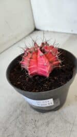 GYMNOCALYCIUM Mihanovichii Variegata Nº 571 – vaso 11 - Imagem 9