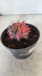 GYMNOCALYCIUM Mihanovichii Variegata Nº 571 – vaso 11 - Imagem 8