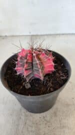 GYMNOCALYCIUM Mihanovichii Variegata Nº 571 – vaso 11 - Imagem 7