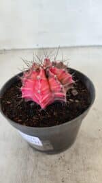 GYMNOCALYCIUM Mihanovichii Variegata Nº 571 – vaso 11 - Imagem 6