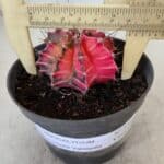 GYMNOCALYCIUM Mihanovichii Variegata Nº 571 – vaso 11