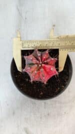 GYMNOCALYCIUM Mihanovichii Variegata Nº 571 – vaso 11 - Imagem 5