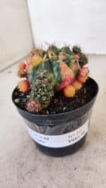 Gymnocalycium DAMSII VARIEGATA Nº 10 – vaso 09 - Imagem 9