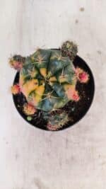 Gymnocalycium DAMSII VARIEGATA Nº 10 – vaso 09 - Imagem 3