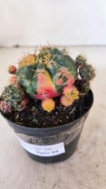 Gymnocalycium DAMSII VARIEGATA Nº 10 – vaso 09 - Imagem 8