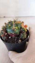 Gymnocalycium DAMSII VARIEGATA Nº 10 – vaso 09 - Imagem 7