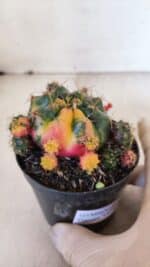 Gymnocalycium DAMSII VARIEGATA Nº 10 – vaso 09 - Imagem 4