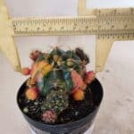 Gymnocalycium DAMSII VARIEGATA Nº 10 – vaso 09