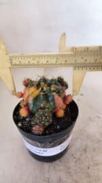 Gymnocalycium DAMSII VARIEGATA Nº 10 – vaso 09