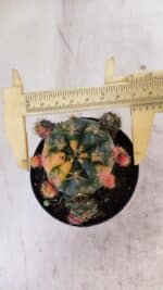 Gymnocalycium DAMSII VARIEGATA Nº 10 – vaso 09 - Imagem 6