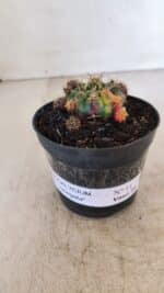 Gymnocalycium DAMSII VARIEGATA Nº 11 – vaso 09 - Imagem 2