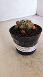 Gymnocalycium DAMSII VARIEGATA Nº 11 – vaso 09 - Imagem 9