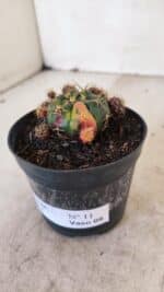 Gymnocalycium DAMSII VARIEGATA Nº 11 – vaso 09 - Imagem 8