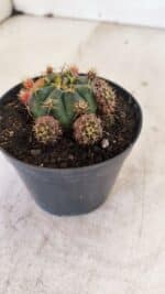 Gymnocalycium DAMSII VARIEGATA Nº 11 – vaso 09 - Imagem 7