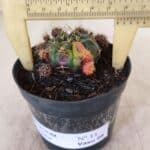 Gymnocalycium DAMSII VARIEGATA Nº 11 – vaso 09