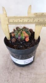 Gymnocalycium DAMSII VARIEGATA Nº 11 – vaso 09