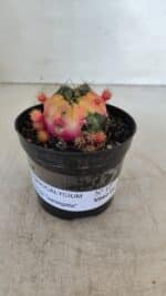 Gymnocalycium DAMSII VARIEGATA Nº 12 – vaso 09 - Imagem 2