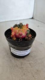 Gymnocalycium DAMSII VARIEGATA Nº 12 – vaso 09 - Imagem 8