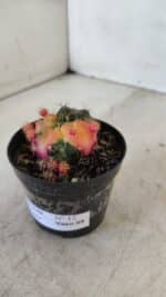 Gymnocalycium DAMSII VARIEGATA Nº 12 – vaso 09 - Imagem 7