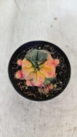 Gymnocalycium DAMSII VARIEGATA Nº 12 – vaso 09 - Imagem 3