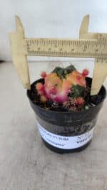 Gymnocalycium DAMSII VARIEGATA Nº 12 – vaso 09 - Imagem 6