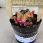 Gymnocalycium DAMSII VARIEGATA Nº 12 – vaso 09