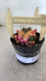 Gymnocalycium DAMSII VARIEGATA Nº 12 – vaso 09
