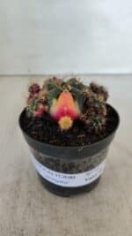 Gymnocalycium DAMSII VARIEGATA Nº 13 – vaso 09 - Imagem 2