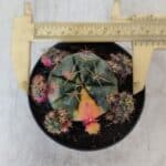 Gymnocalycium DAMSII VARIEGATA Nº 13 – vaso 09